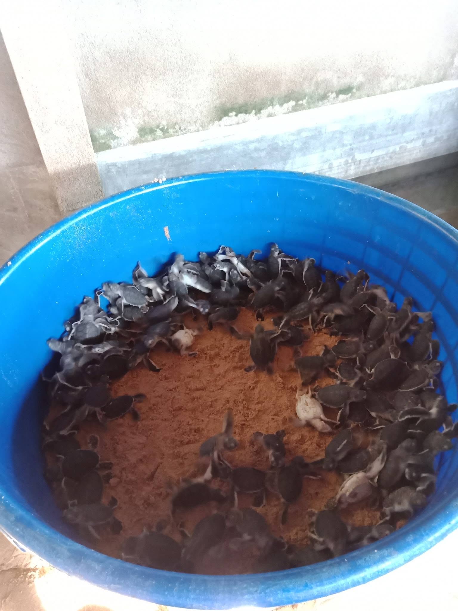 Sea Turtle Sanctuary Koggala