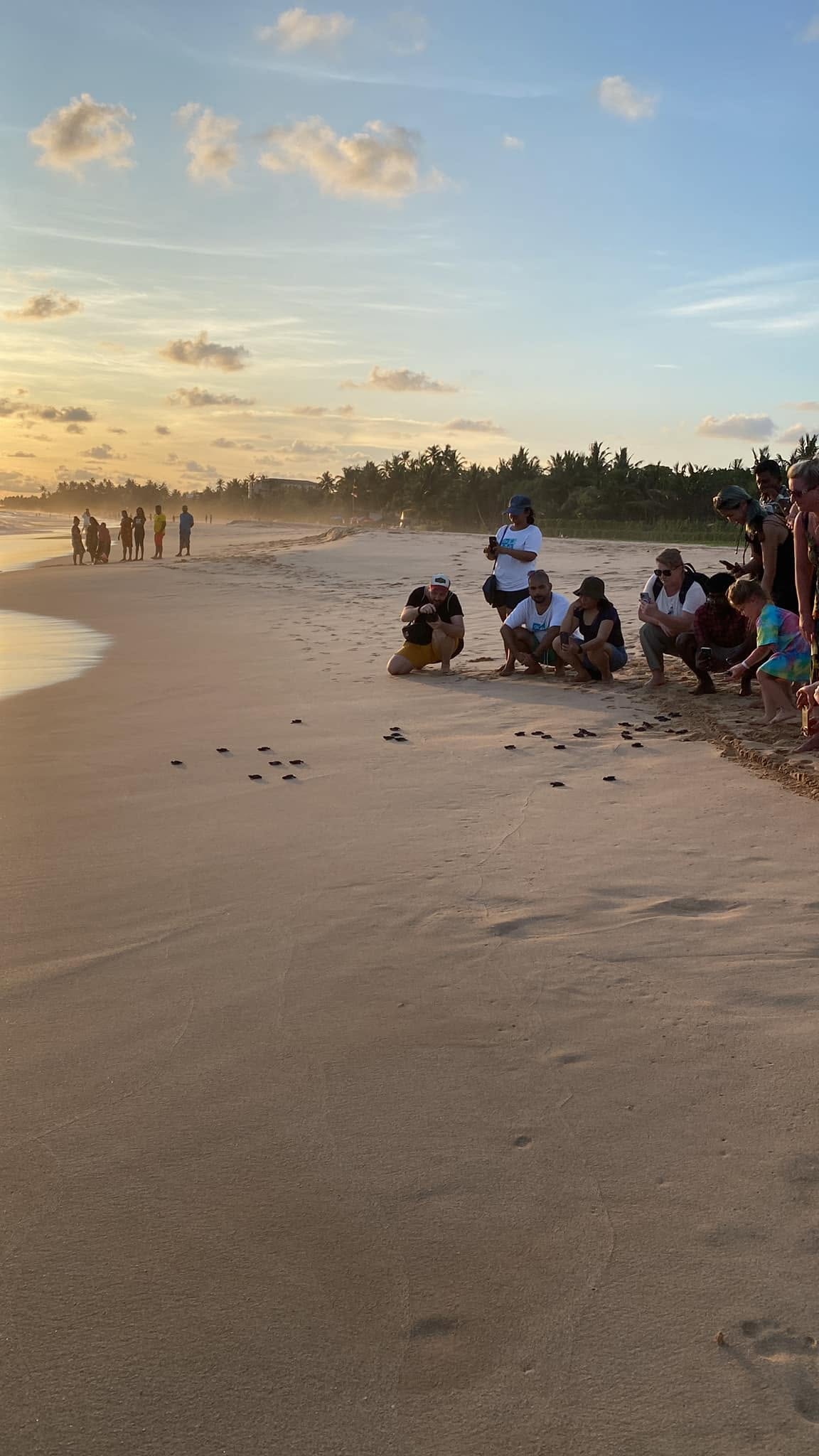 Sea Turtle Sanctuary Koggala