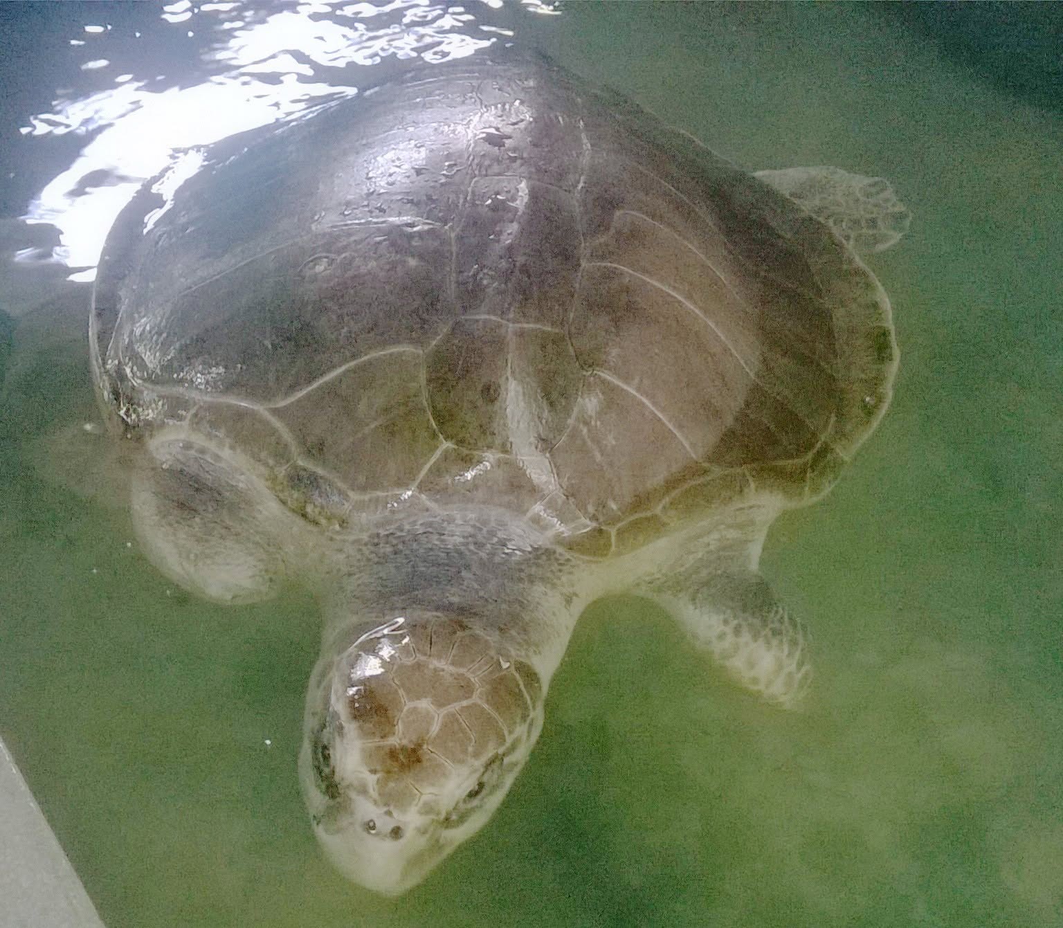 Sea Turtle Sanctuary Koggala