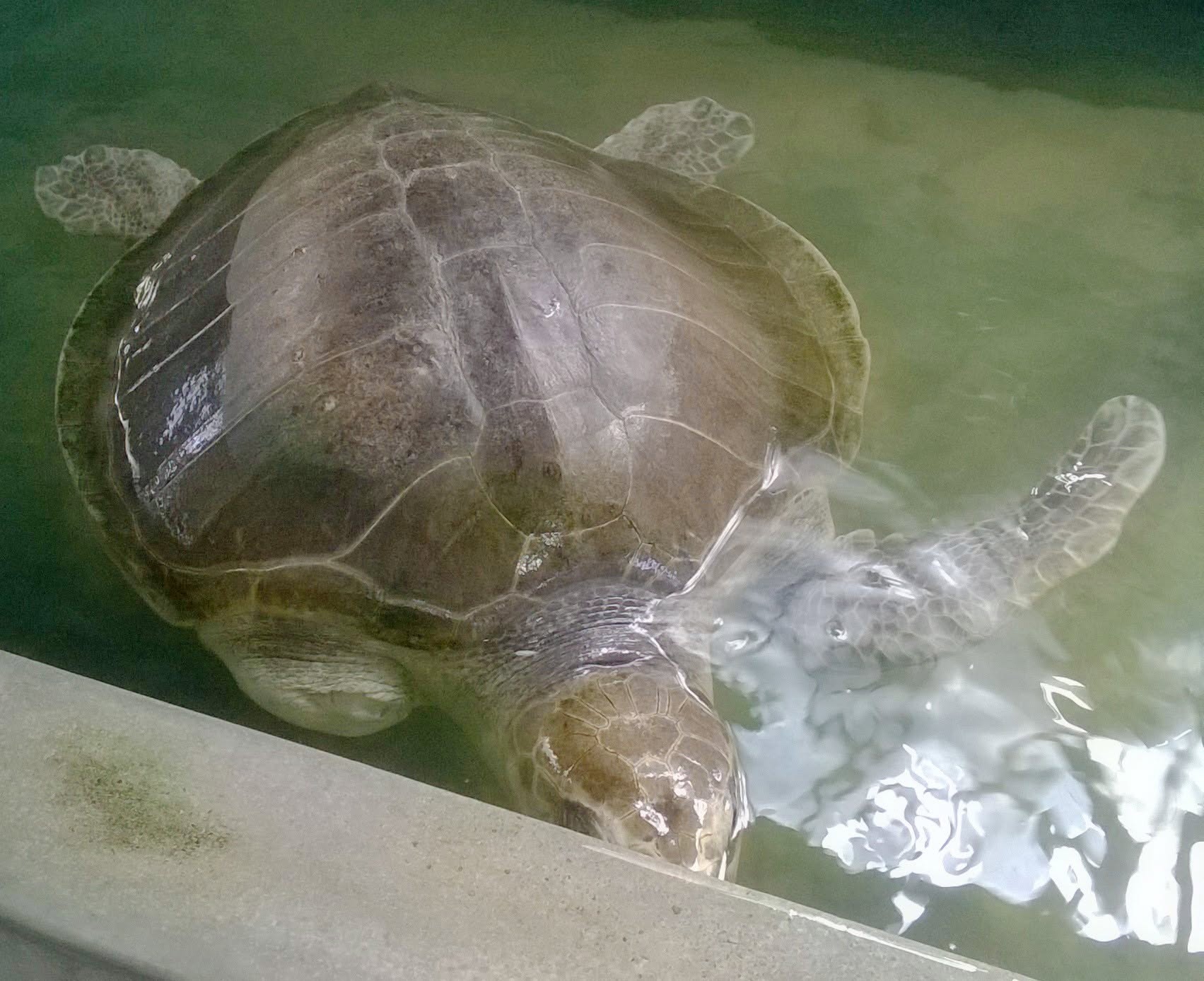 Sea Turtle Sanctuary Koggala