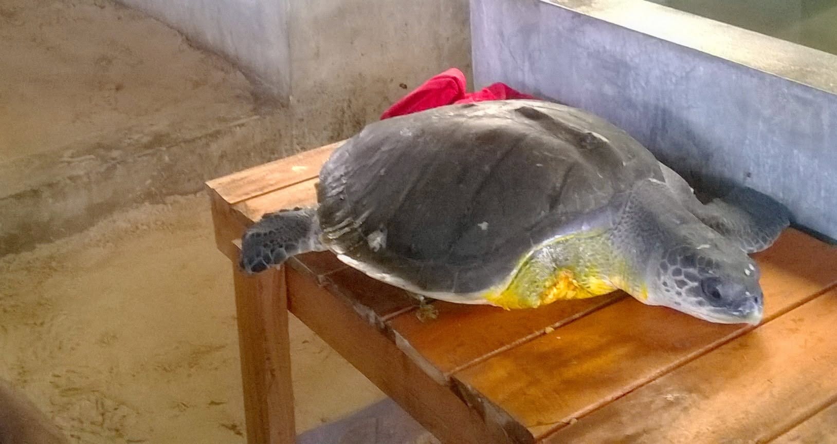 Sea Turtle Sanctuary Koggala