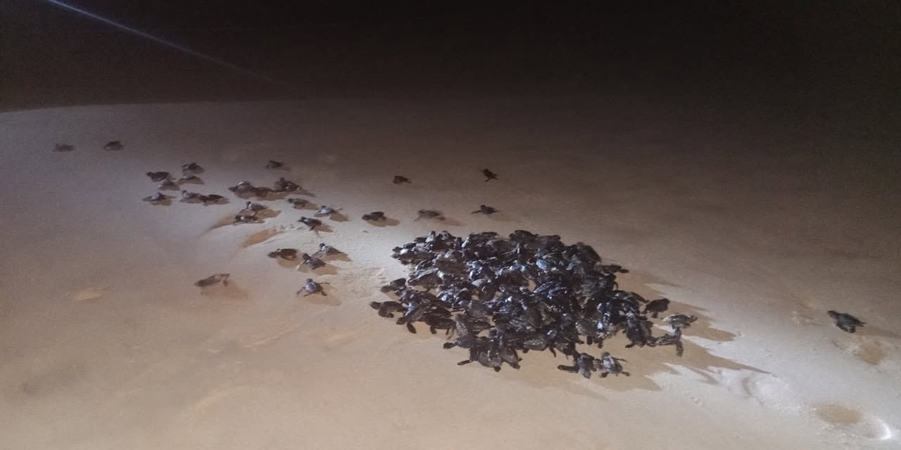 Sea Turtle Sanctuary Koggala